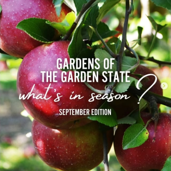 Crisp apples, sweet plums, colorful peppers, eggplant, kale & corn - fresh, local produce available in New Jersey in Sep