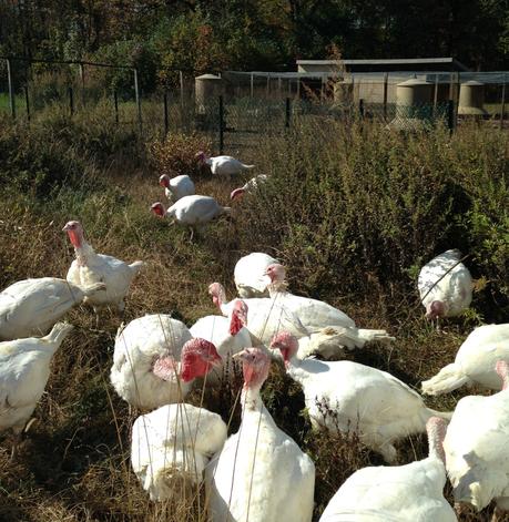 Broad Breasted White turkeys roaming the field